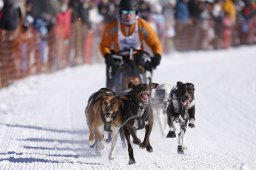Lenk 2013